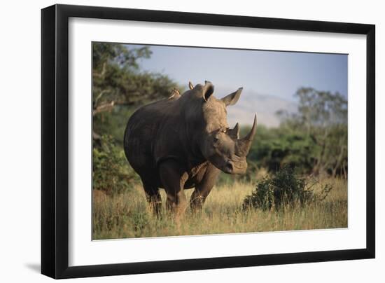 White Rhinoceros-Peter Chadwick-Framed Photographic Print