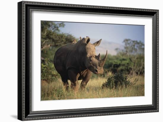 White Rhinoceros-Peter Chadwick-Framed Photographic Print