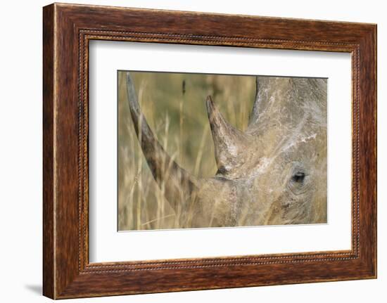 White Rhinoceros-null-Framed Photographic Print