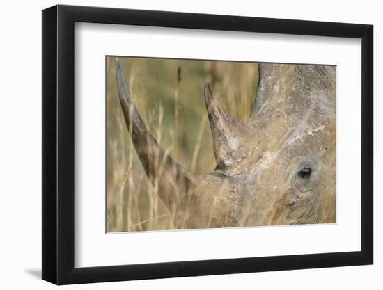 White Rhinoceros-null-Framed Photographic Print