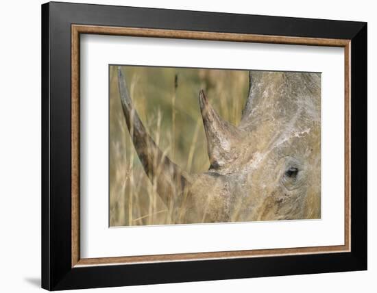 White Rhinoceros-null-Framed Photographic Print