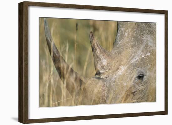 White Rhinoceros-null-Framed Photographic Print