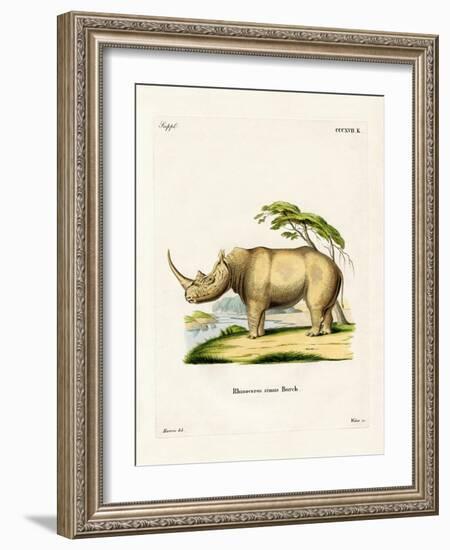 White Rhinoceros-null-Framed Giclee Print