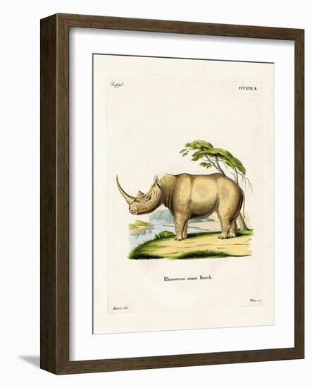 White Rhinoceros-null-Framed Giclee Print