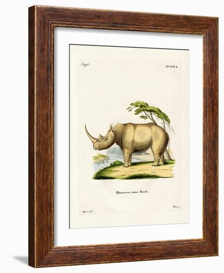 White Rhinoceros-null-Framed Giclee Print