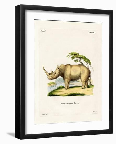 White Rhinoceros-null-Framed Giclee Print