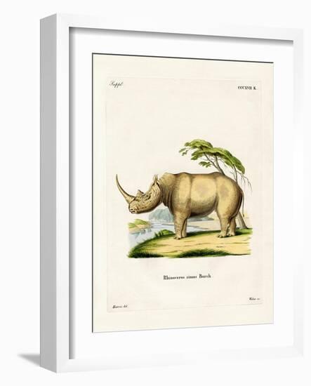 White Rhinoceros-null-Framed Giclee Print