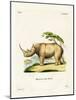 White Rhinoceros-null-Mounted Giclee Print