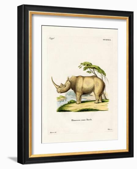 White Rhinoceros-null-Framed Giclee Print