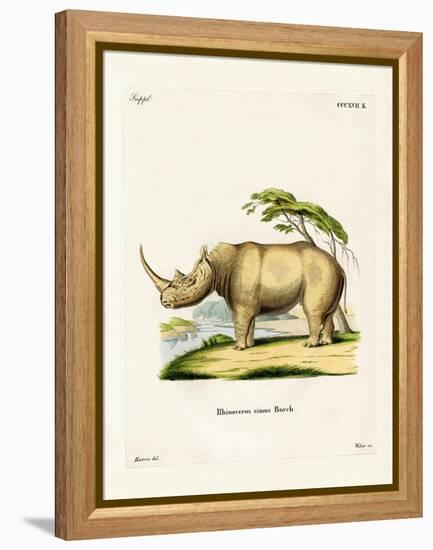 White Rhinoceros-null-Framed Premier Image Canvas