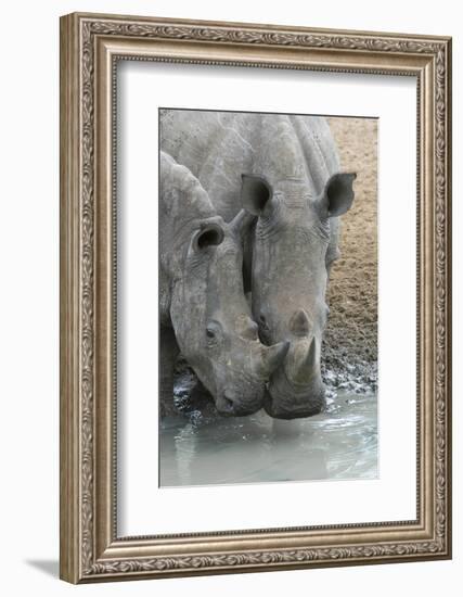 White Rhinos (Ceratotherium Simum) Drinking, Mkhuze Game Reserve, Kwazulu-Natal, South Africa-Ann & Steve Toon-Framed Photographic Print