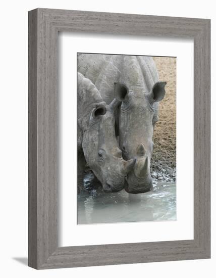 White Rhinos (Ceratotherium Simum) Drinking, Mkhuze Game Reserve, Kwazulu-Natal, South Africa-Ann & Steve Toon-Framed Photographic Print