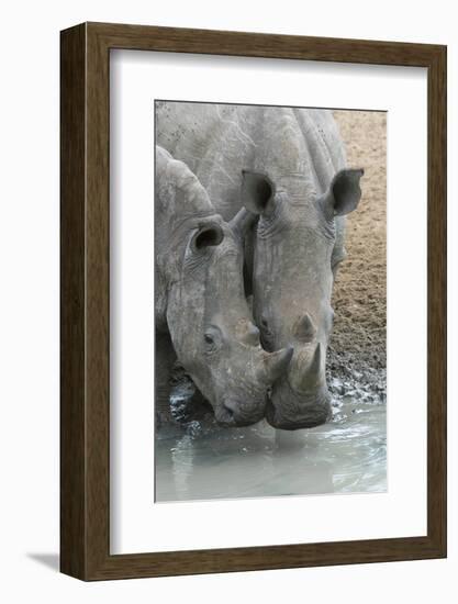 White Rhinos (Ceratotherium Simum) Drinking, Mkhuze Game Reserve, Kwazulu-Natal, South Africa-Ann & Steve Toon-Framed Photographic Print