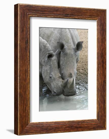 White Rhinos (Ceratotherium Simum) Drinking, Mkhuze Game Reserve, Kwazulu-Natal, South Africa-Ann & Steve Toon-Framed Photographic Print