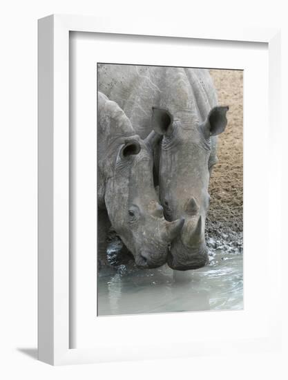 White Rhinos (Ceratotherium Simum) Drinking, Mkhuze Game Reserve, Kwazulu-Natal, South Africa-Ann & Steve Toon-Framed Photographic Print