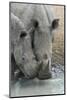 White Rhinos (Ceratotherium Simum) Drinking, Mkhuze Game Reserve, Kwazulu-Natal, South Africa-Ann & Steve Toon-Mounted Photographic Print