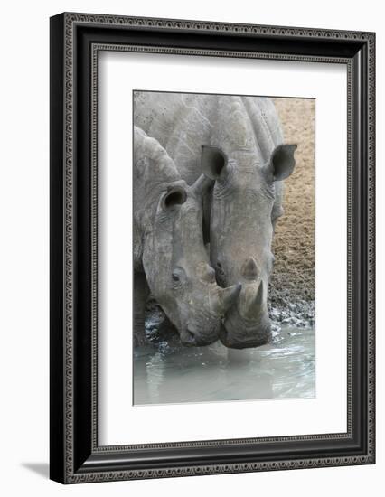 White Rhinos (Ceratotherium Simum) Drinking, Mkhuze Game Reserve, Kwazulu-Natal, South Africa-Ann & Steve Toon-Framed Photographic Print