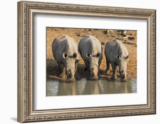 White Rhinos (Ceratotherium Simum) Drinking, Mkhuze Game Reserve, Kwazulu-Natal-Ann & Steve Toon-Framed Photographic Print