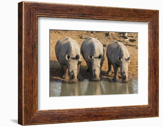 White Rhinos (Ceratotherium Simum) Drinking, Mkhuze Game Reserve, Kwazulu-Natal-Ann & Steve Toon-Framed Photographic Print