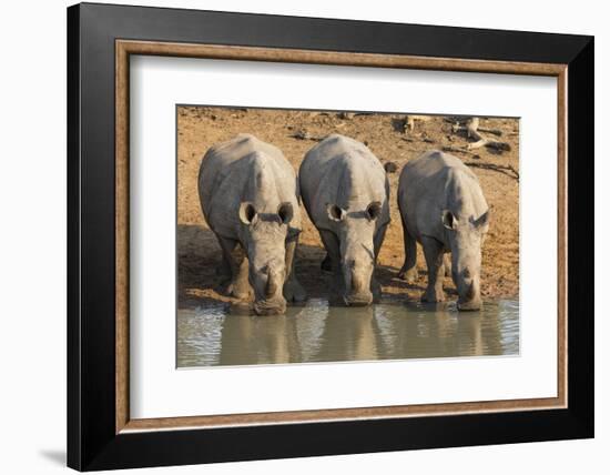 White Rhinos (Ceratotherium Simum) Drinking, Mkhuze Game Reserve, Kwazulu-Natal-Ann & Steve Toon-Framed Photographic Print