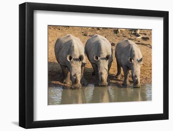 White Rhinos (Ceratotherium Simum) Drinking, Mkhuze Game Reserve, Kwazulu-Natal-Ann & Steve Toon-Framed Photographic Print