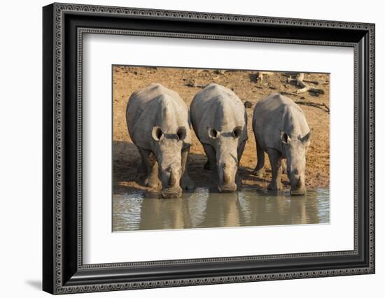 White Rhinos (Ceratotherium Simum) Drinking, Mkhuze Game Reserve, Kwazulu-Natal-Ann & Steve Toon-Framed Photographic Print