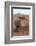 White Rhinos (Ceratotherium Simum), Zimanga Private Game Reserve, Kwazulu-Natal, South Africa-Ann & Steve Toon-Framed Photographic Print