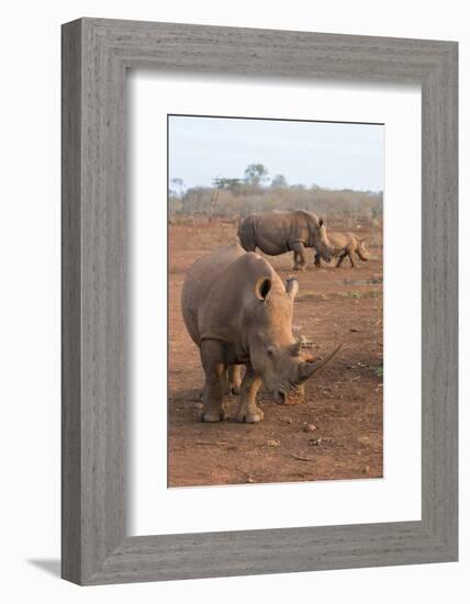 White Rhinos (Ceratotherium Simum), Zimanga Private Game Reserve, Kwazulu-Natal, South Africa-Ann & Steve Toon-Framed Photographic Print