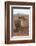 White Rhinos (Ceratotherium Simum), Zimanga Private Game Reserve, Kwazulu-Natal, South Africa-Ann & Steve Toon-Framed Photographic Print