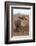 White Rhinos (Ceratotherium Simum), Zimanga Private Game Reserve, Kwazulu-Natal, South Africa-Ann & Steve Toon-Framed Photographic Print