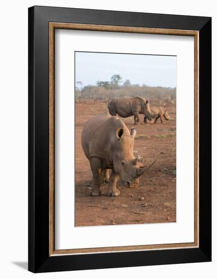 White Rhinos (Ceratotherium Simum), Zimanga Private Game Reserve, Kwazulu-Natal, South Africa-Ann & Steve Toon-Framed Photographic Print