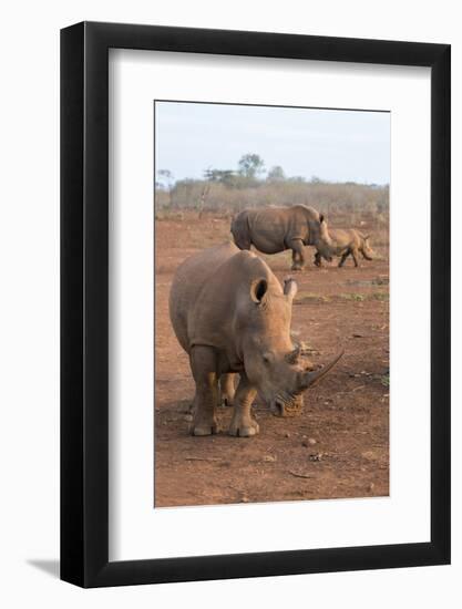 White Rhinos (Ceratotherium Simum), Zimanga Private Game Reserve, Kwazulu-Natal, South Africa-Ann & Steve Toon-Framed Photographic Print