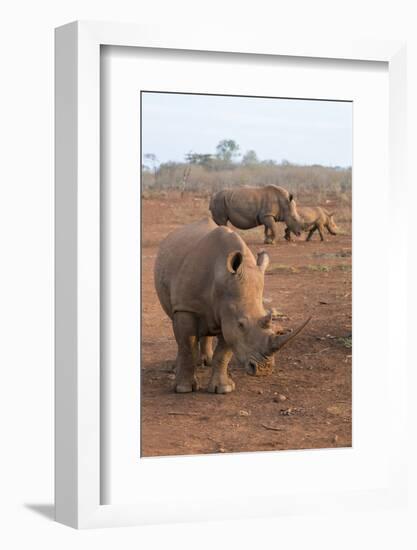 White Rhinos (Ceratotherium Simum), Zimanga Private Game Reserve, Kwazulu-Natal, South Africa-Ann & Steve Toon-Framed Photographic Print