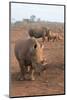 White Rhinos (Ceratotherium Simum), Zimanga Private Game Reserve, Kwazulu-Natal, South Africa-Ann & Steve Toon-Mounted Photographic Print