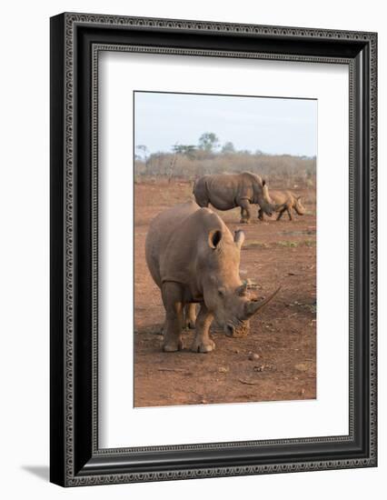 White Rhinos (Ceratotherium Simum), Zimanga Private Game Reserve, Kwazulu-Natal, South Africa-Ann & Steve Toon-Framed Photographic Print
