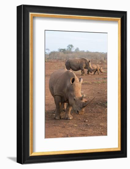 White Rhinos (Ceratotherium Simum), Zimanga Private Game Reserve, Kwazulu-Natal, South Africa-Ann & Steve Toon-Framed Photographic Print