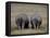 White Rhinos in African Plain, Kenya-Charles Sleicher-Framed Premier Image Canvas