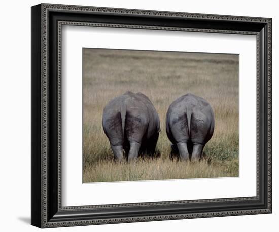 White Rhinos in African Plain, Kenya-Charles Sleicher-Framed Photographic Print