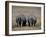 White Rhinos in Lake Nakuru National Park, Kenya-Charles Sleicher-Framed Photographic Print