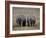 White Rhinos in Lake Nakuru National Park, Kenya-Charles Sleicher-Framed Photographic Print