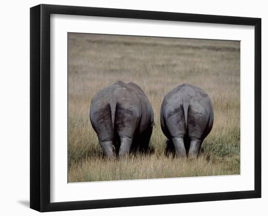 White Rhinos in Lake Nakuru National Park, Kenya-Charles Sleicher-Framed Photographic Print