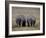 White Rhinos in Lake Nakuru National Park, Kenya-Charles Sleicher-Framed Photographic Print