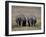 White Rhinos in Lake Nakuru National Park, Kenya-Charles Sleicher-Framed Photographic Print