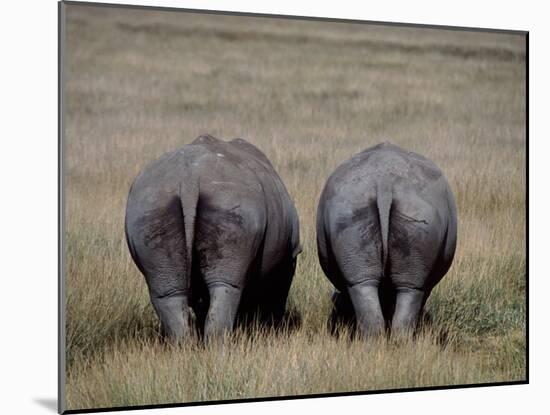 White Rhinos in Lake Nakuru National Park, Kenya-Charles Sleicher-Mounted Photographic Print