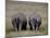 White Rhinos in Lake Nakuru National Park, Kenya-Charles Sleicher-Mounted Photographic Print