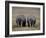 White Rhinos in Lake Nakuru National Park, Kenya-Charles Sleicher-Framed Photographic Print