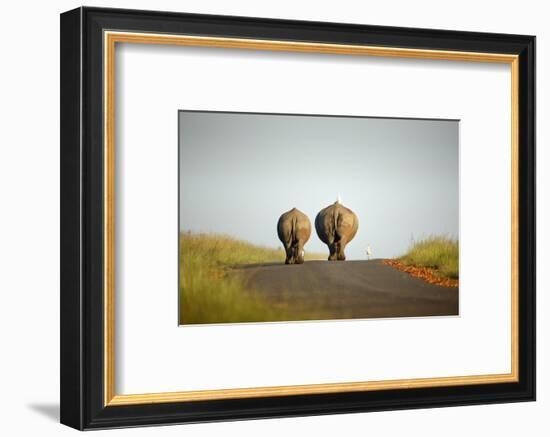 White Rhinos Walking on Road, Rietvlei Nature Reserve-Richard Du Toit-Framed Photographic Print