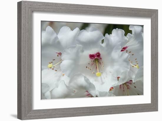 White Rhododendron-George Johnson-Framed Photo