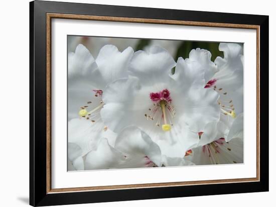 White Rhododendron-George Johnson-Framed Photo