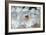 White Rhododendron-George Johnson-Framed Photo